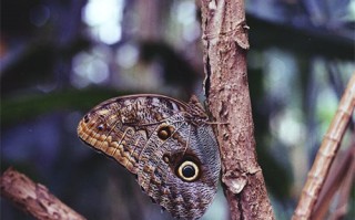 《荒野机器人》在线观看免费完整高清版百度云资源(手-机版)